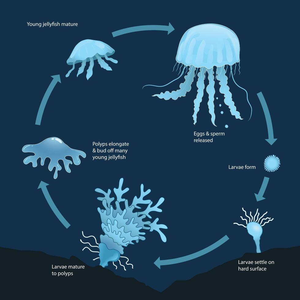 illustration of jellyfish life cycle diagram vector