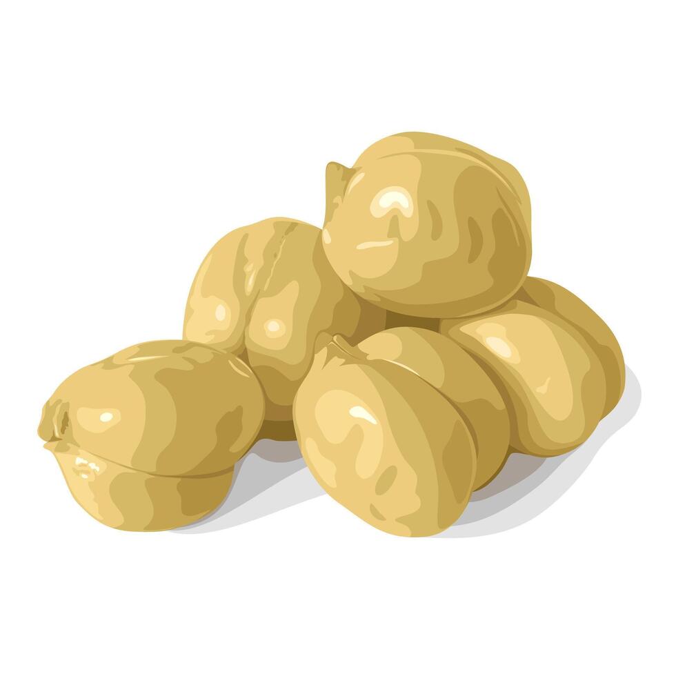 Illustration of Chickpea or chick pea, scientific name Cicer arietinum, isolated on white background. vector