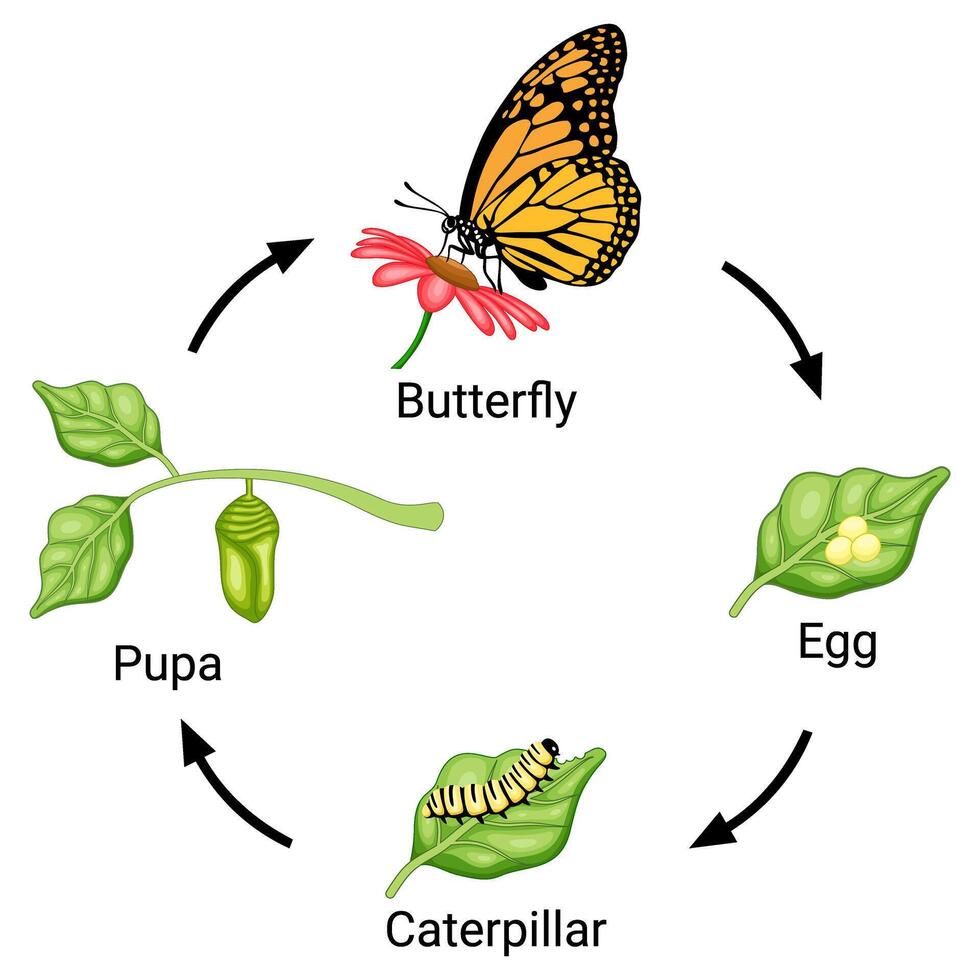 Butterfly life cycle infographic for education vector