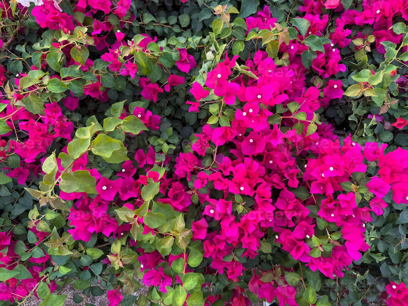 Bright pink bougainvillea flowers thrive in a lush garden under clear skies photo