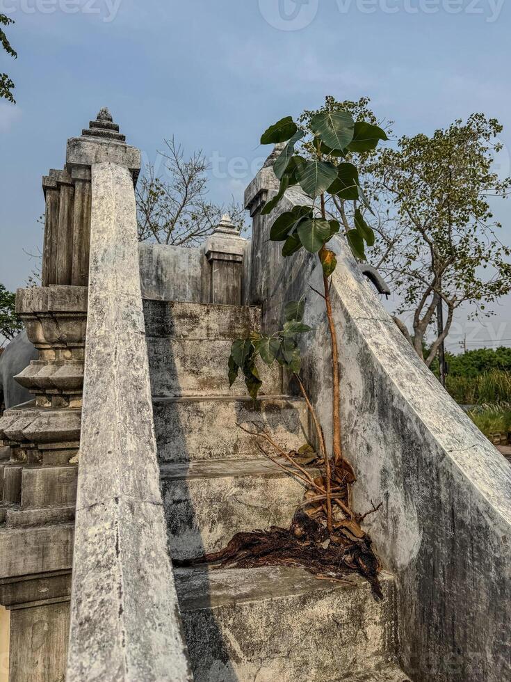 A young tree grows among overgrown steps in a serene, historic location photo