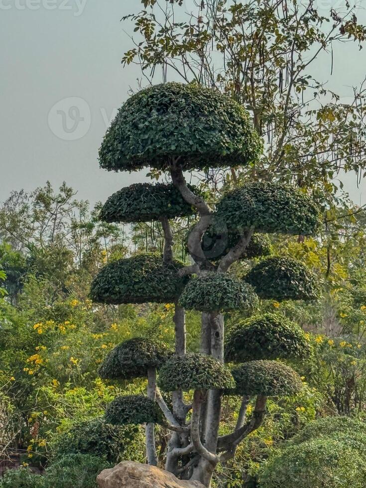 Lush garden features a distinct tree with rounded, layered canopies photo