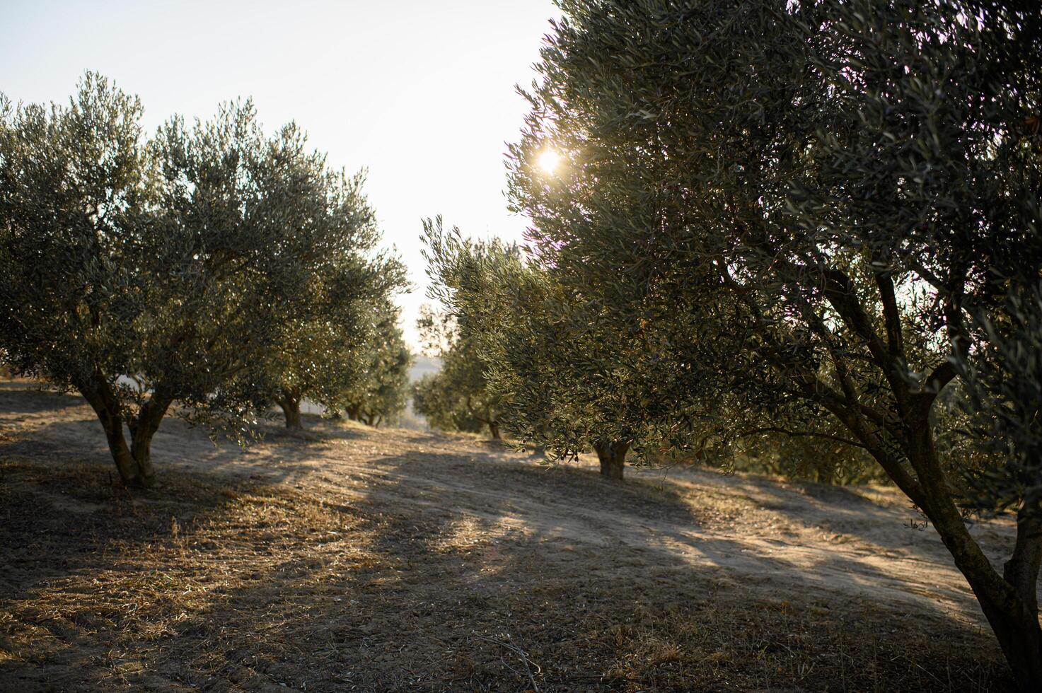 Rolling fields of olive trees glow under the warm hues of the setting sun, casting long, soft shadows on the earth. photo