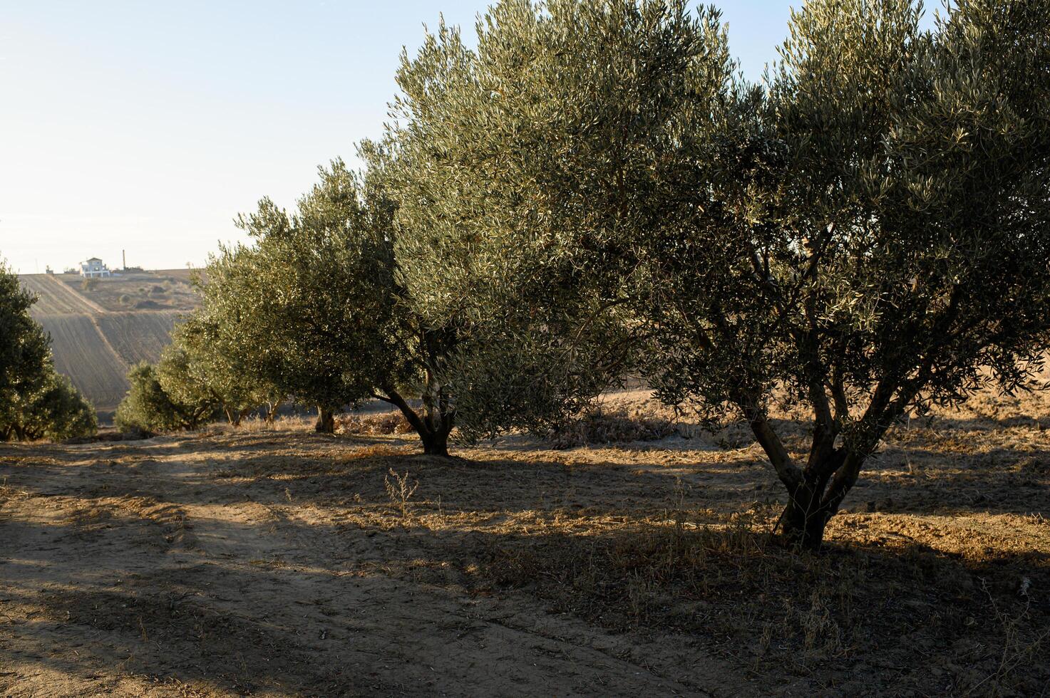 The sun sets over vast olive orchards, painting the sky in fiery colors while the ancient trees stand in peaceful silence photo