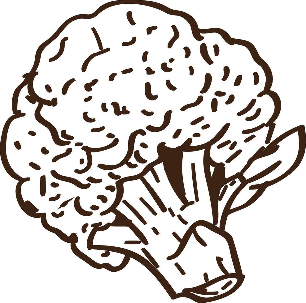 Simple sketch illustration of broccoli vector
