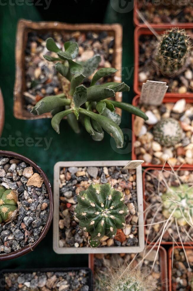 A vibrant top-down shot showcasing an assortment of small potted cacti and succulents arranged in a grid. High quality photo