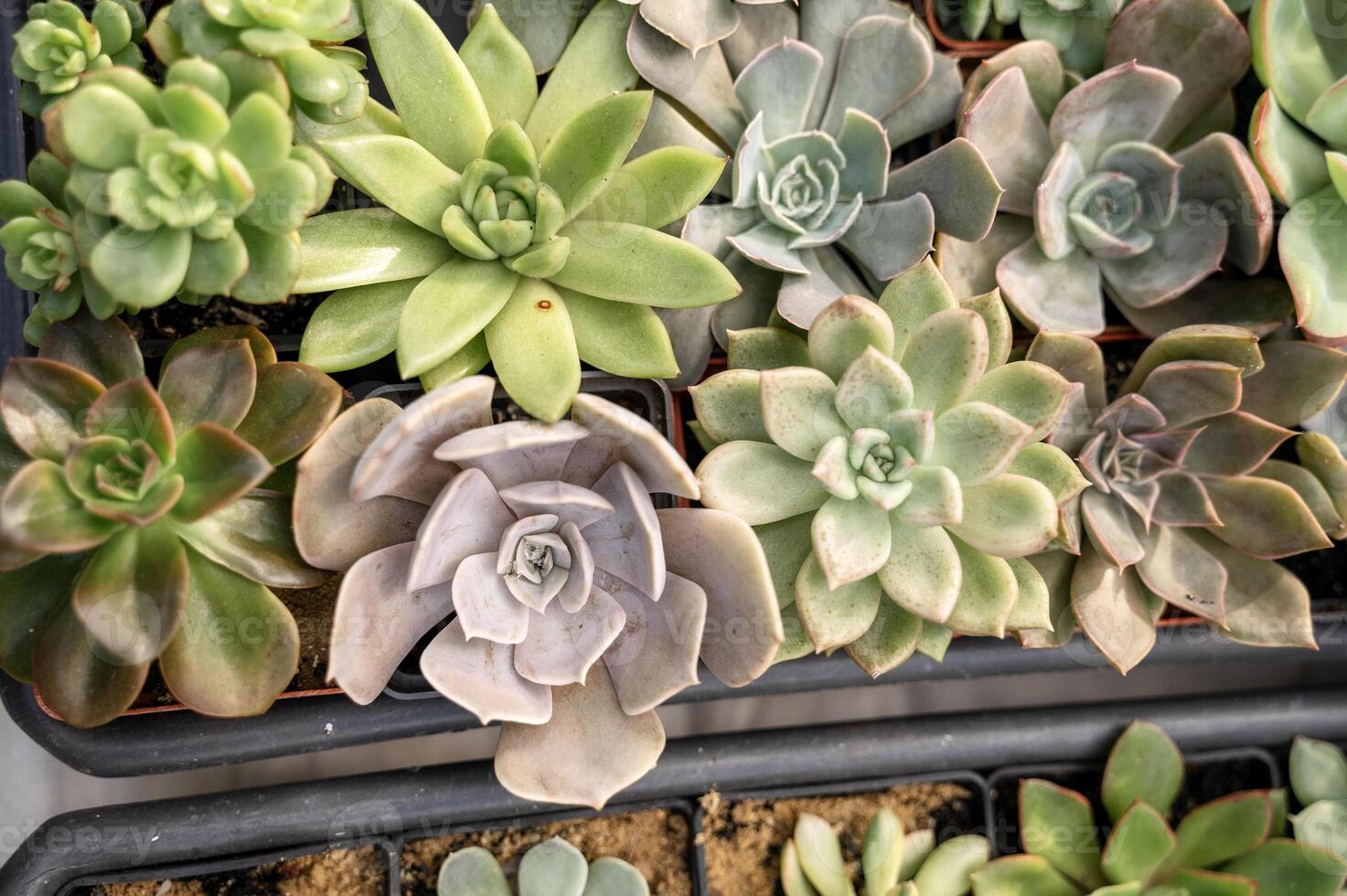 A vibrant and colorful arrangement of Echeveria succulent plants. The plants have a variety of rosette shapes and colors, creating a beautiful and eye-catching display. photo