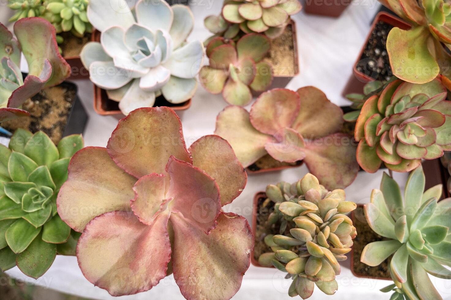 Collection of various multicolored succulent plants. Succulent garden in a balcony pot outdoor.top view photo