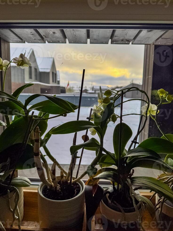 Orchids on a windowsill with a snowy village and sunset, sunrise in the background. High quality photo