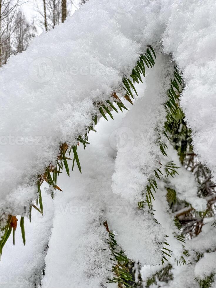 snow covered pine branches on a winter day. High quality photo