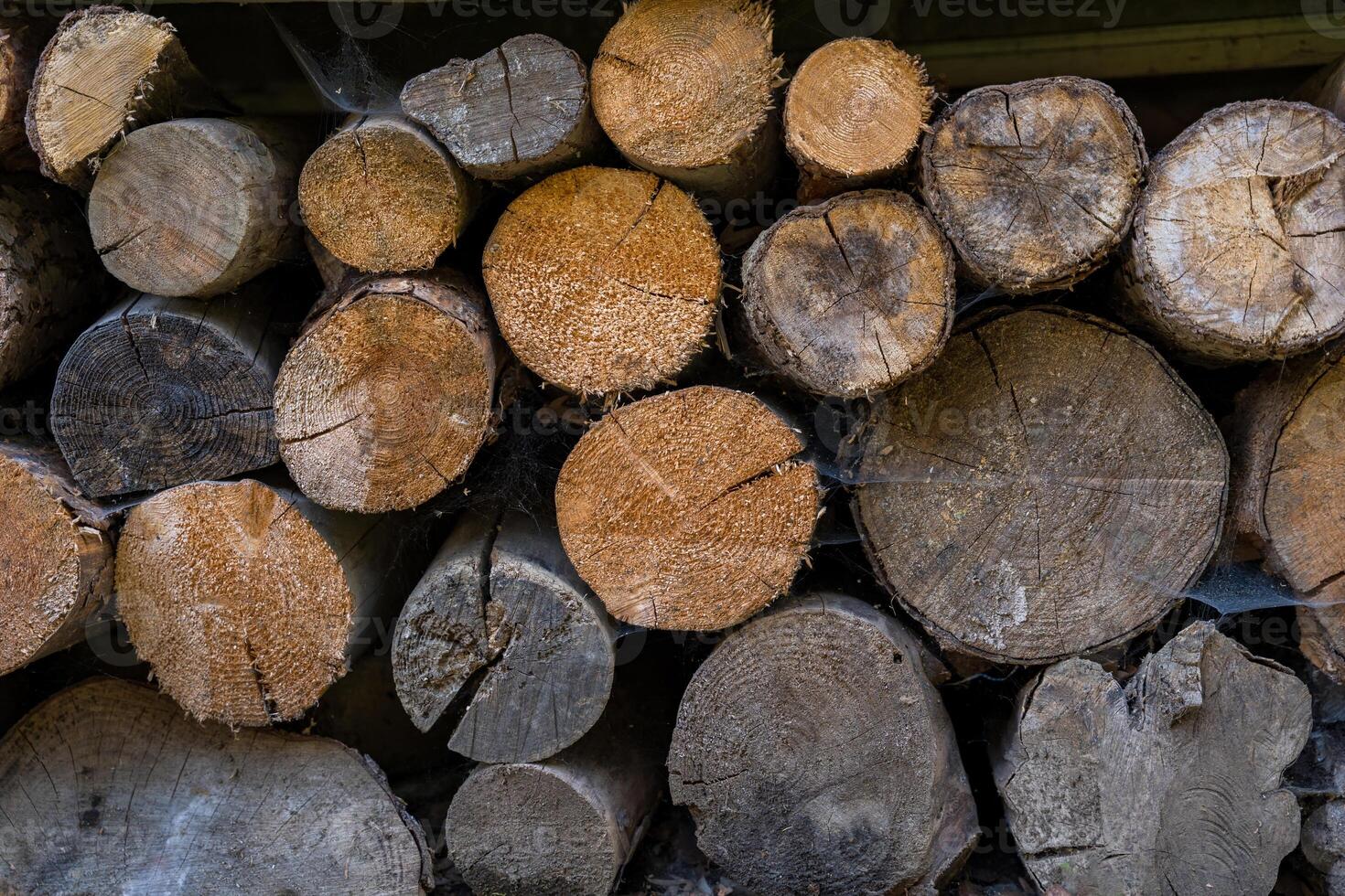 Stack of firewood logs with visible tree rings and rough texture photo