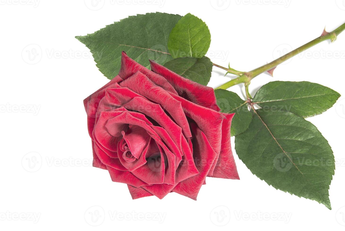 Beautiful red rose on white surface photo