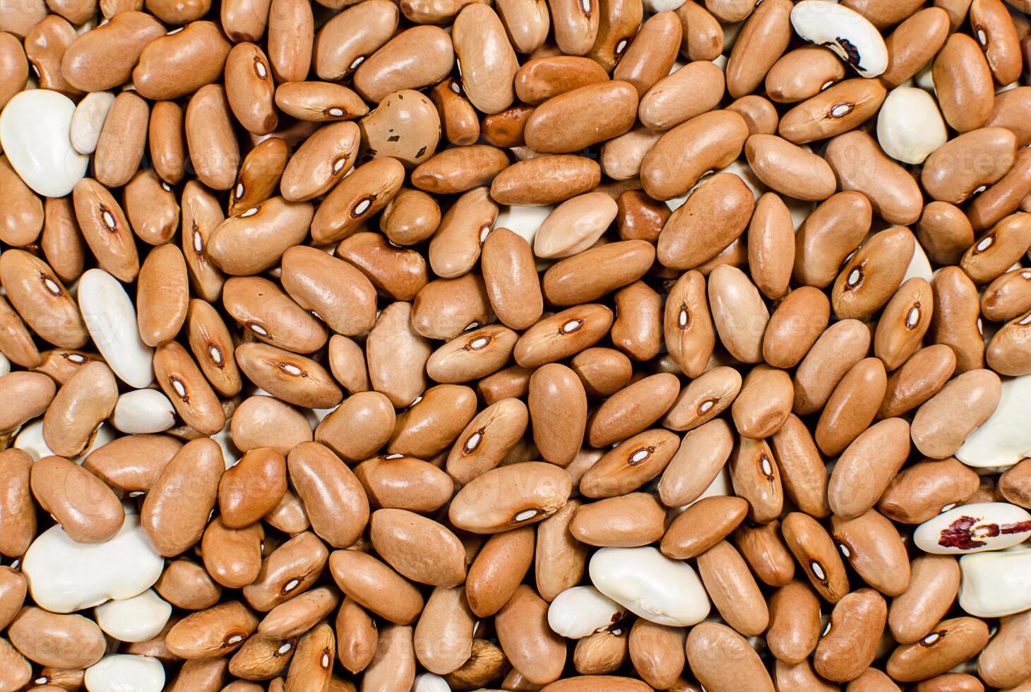 Background of kidney bean seeds photo
