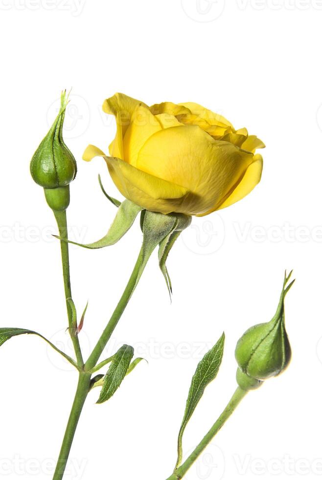 Yellow rose with buds isolated on white background photo
