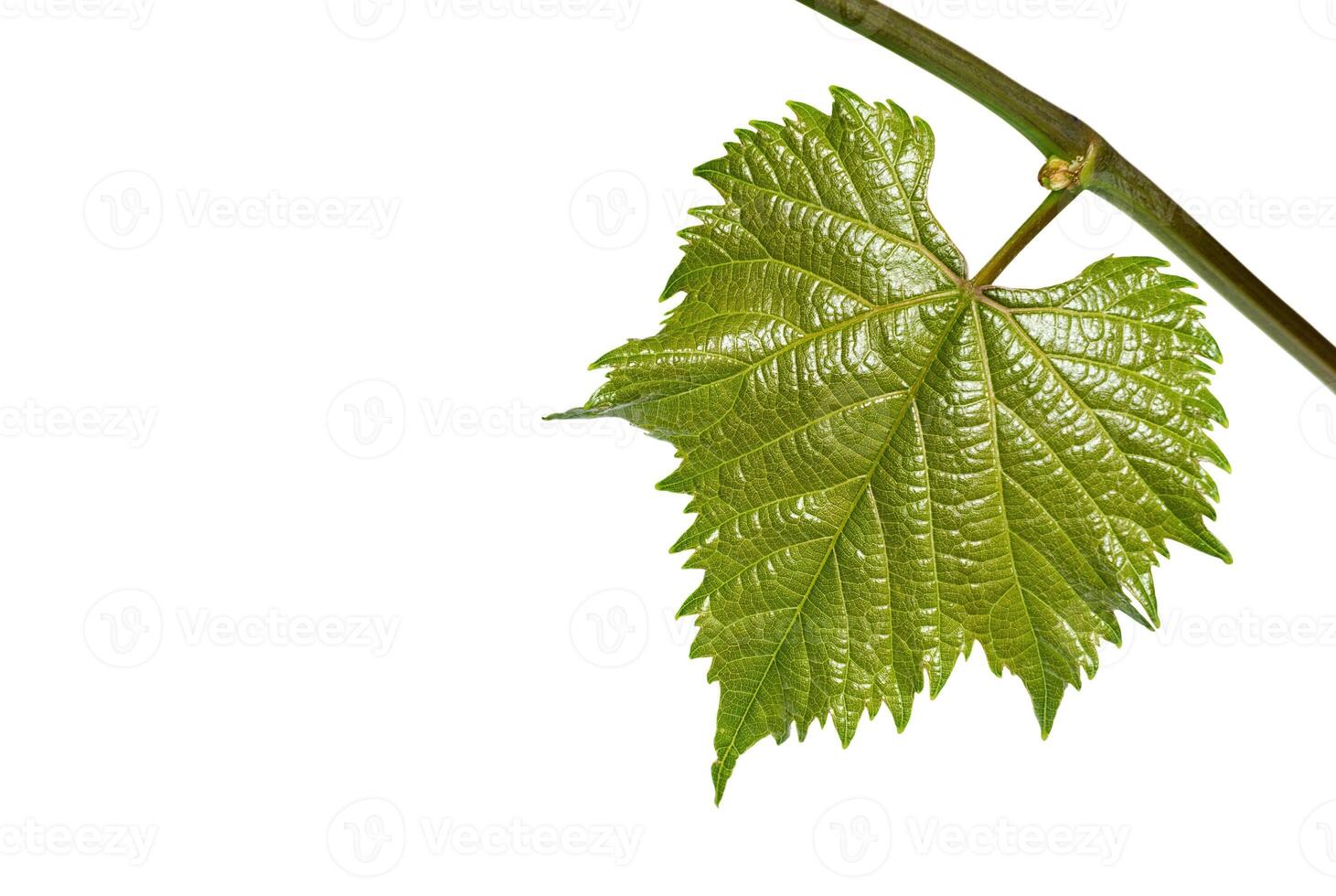 Young grape leaf on branch on white background photo