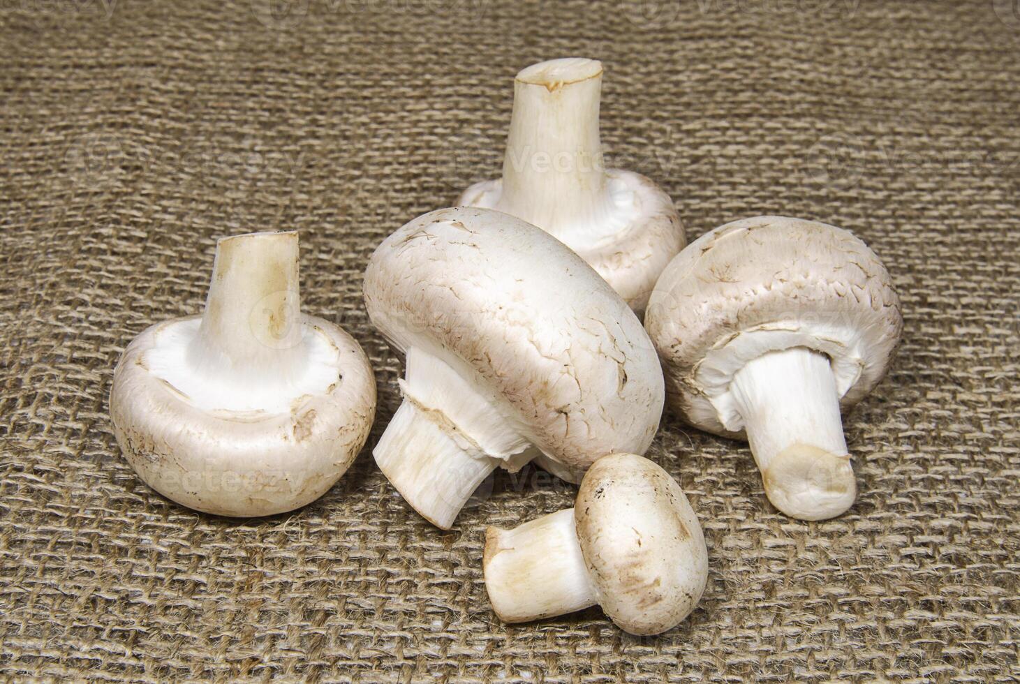 Mushrooms on coarse cloth photo
