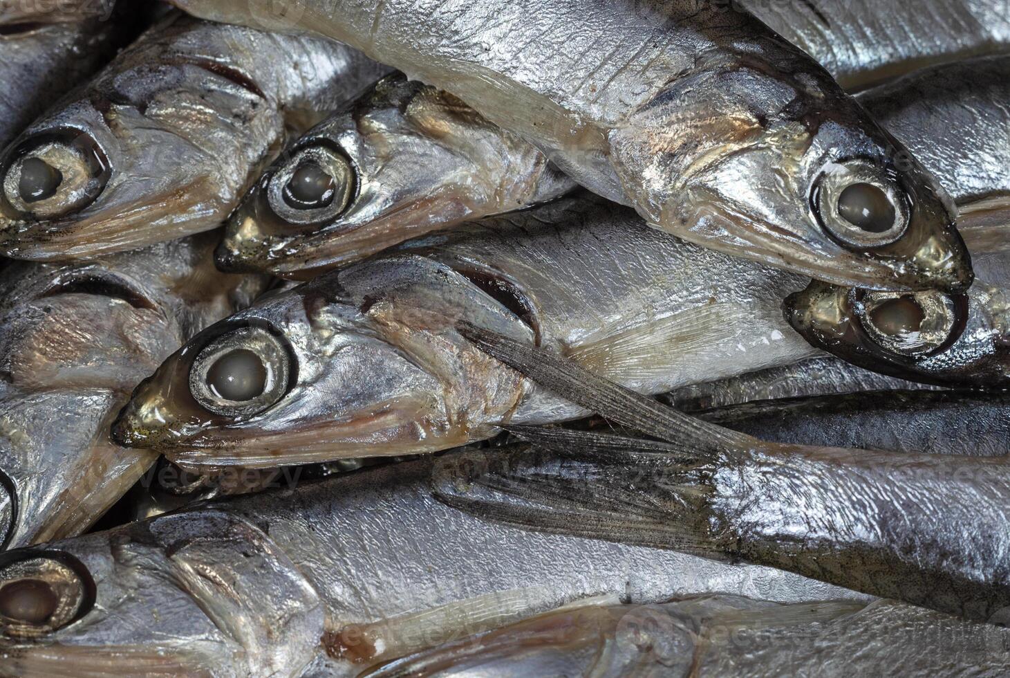 Anchovy fish close up photo