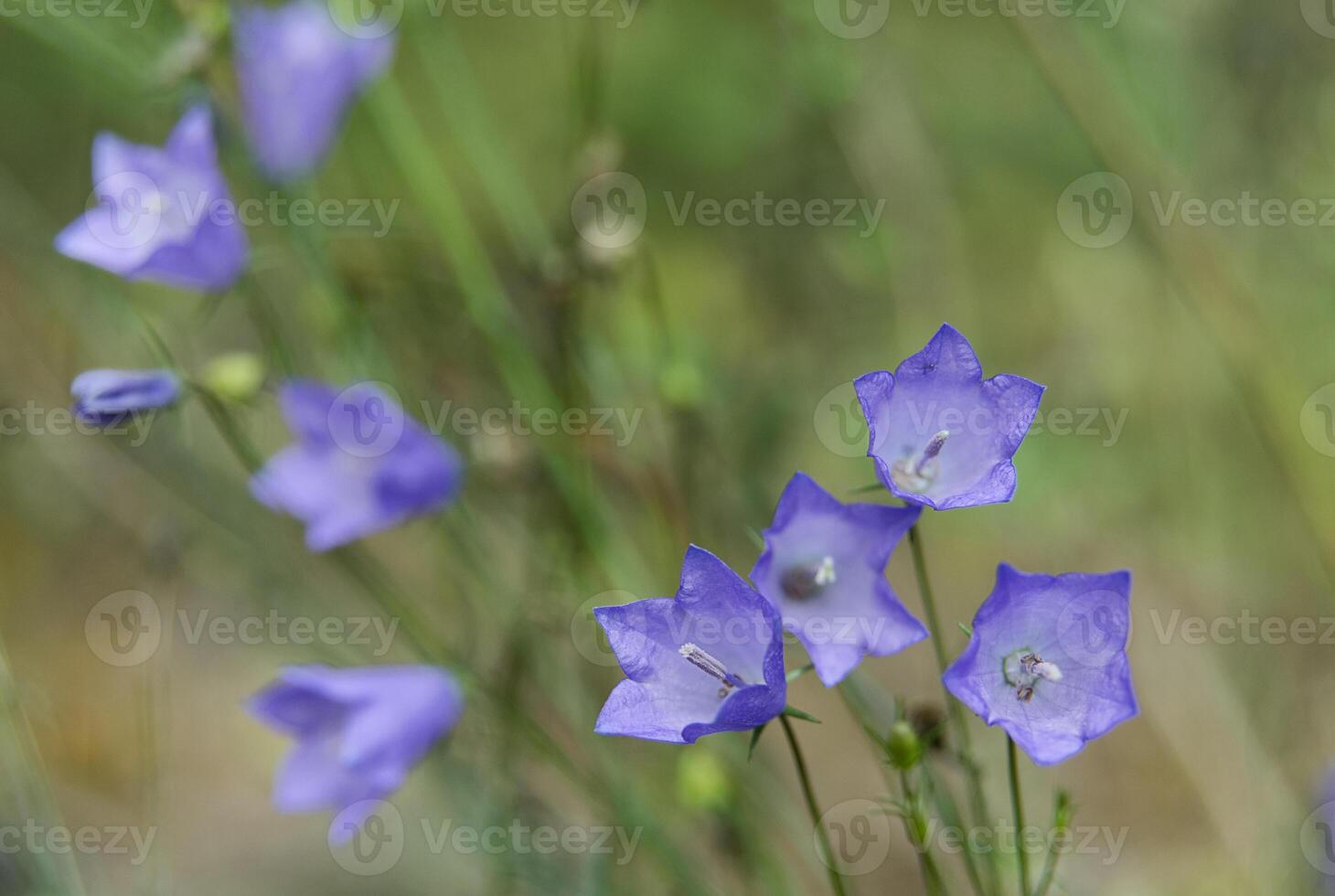 Beautiful blooming blue bellflowers on the green blur background photo