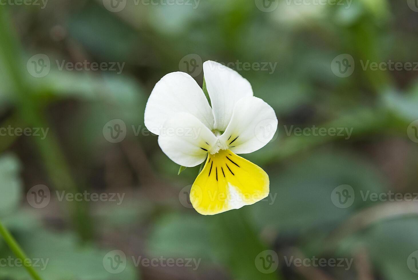 Beautiful pansy flower on blurred green background photo