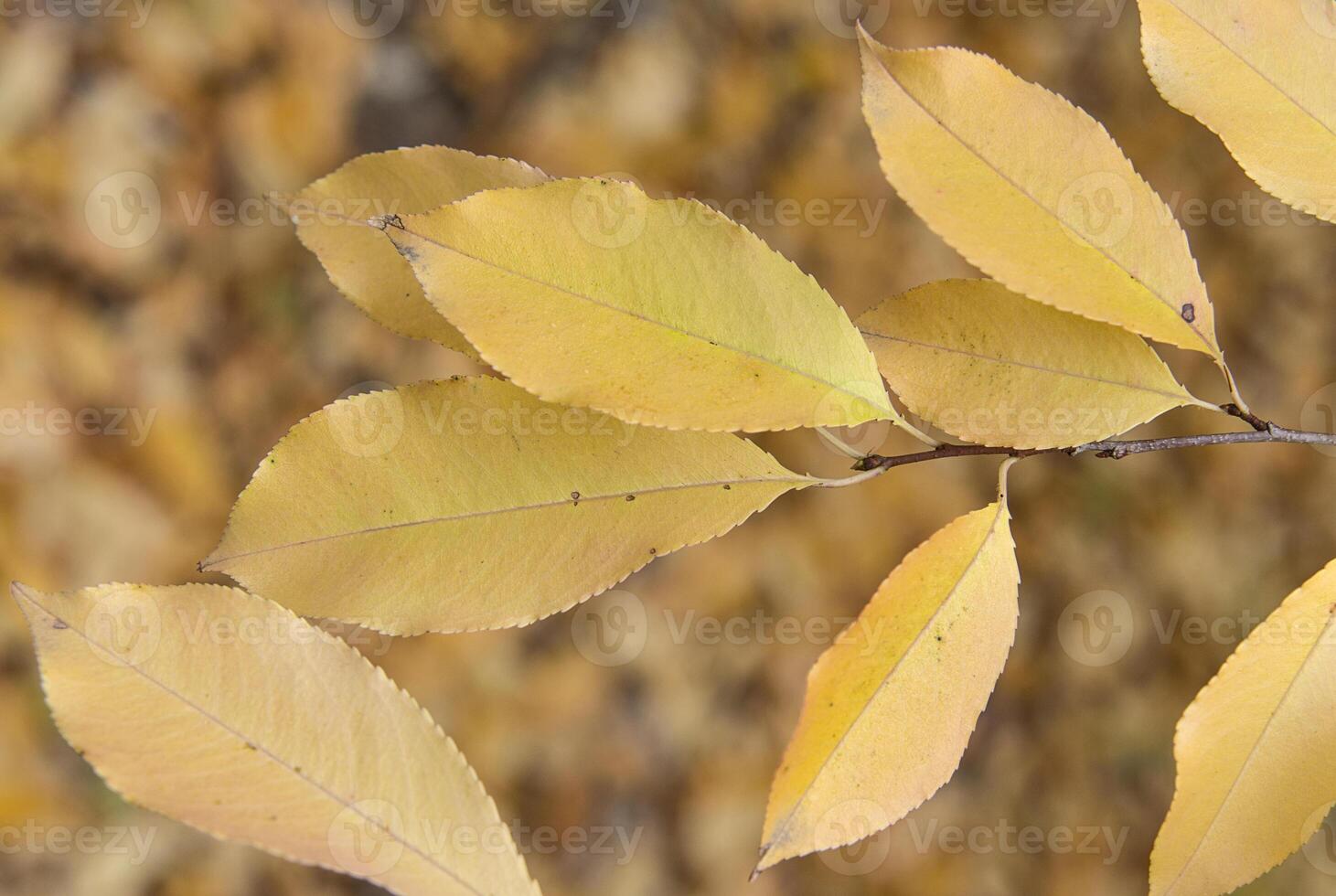 Yellow leaves on the branch photo