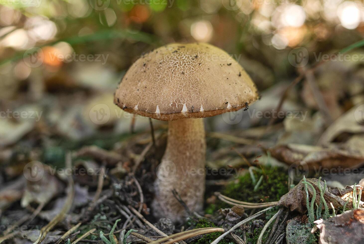 Brown cap boletus close up photo