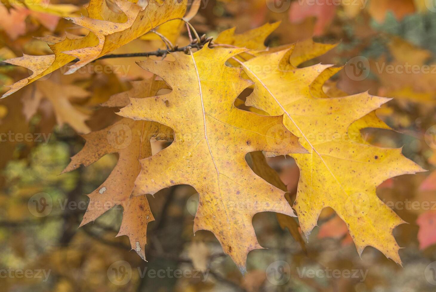 Yellow autumn leaves of canadian oak closeup photo