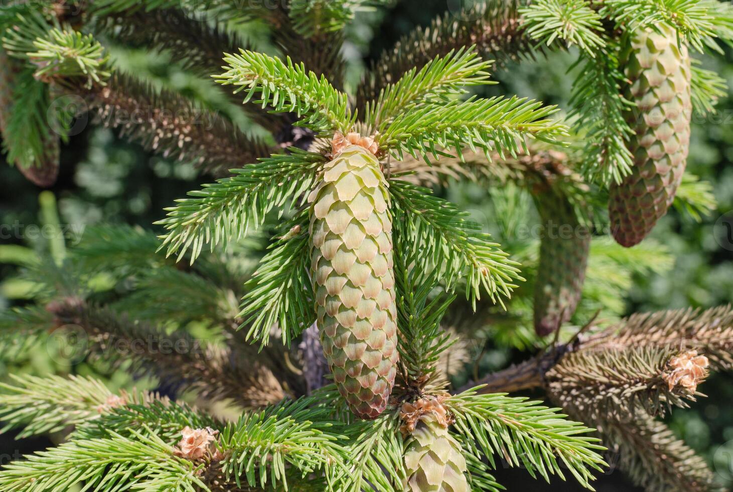 Branch with spruce tree cone photo
