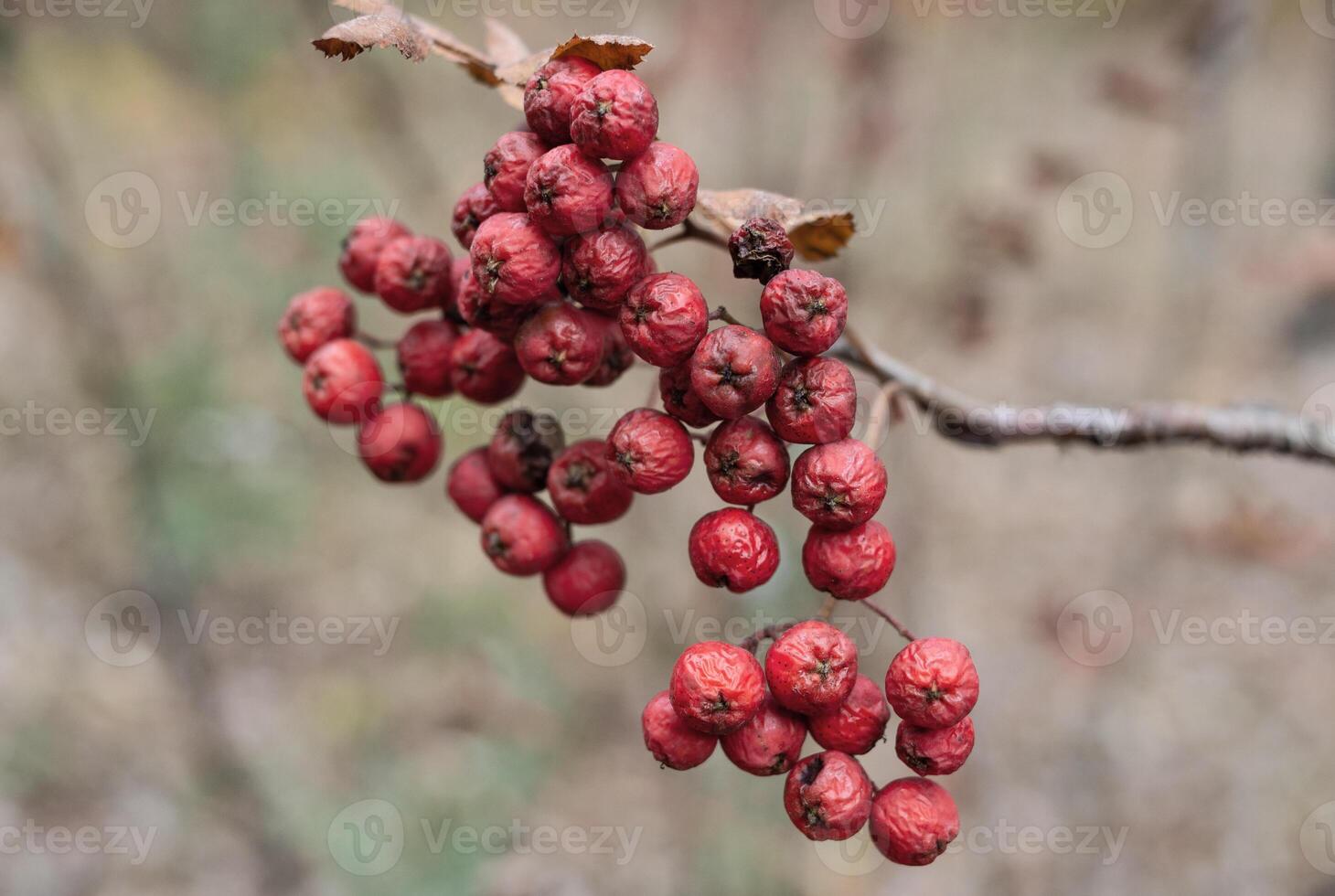 Bunch of rowan berries on a blurred background photo