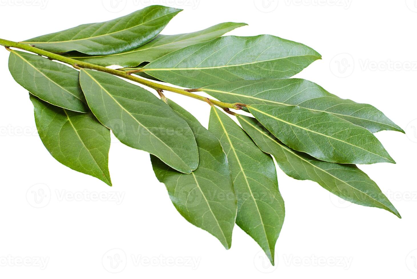 Branch of bay leaves on white background photo