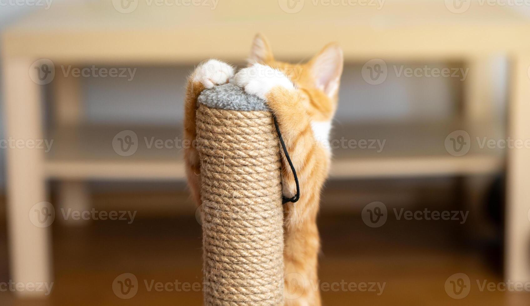 Domestic ginger little cute kitten plays with a scratching post. Fun for cats. focus on cat paws. close-up photo