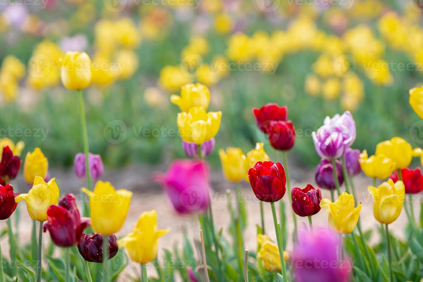 colorful tulips field photo