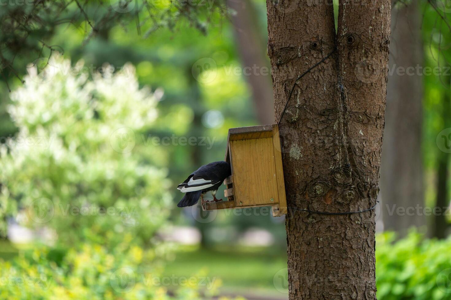 A pigeon sits in a bird feeder on a tree in a park on a spring day. Wildlife and birds concept photo