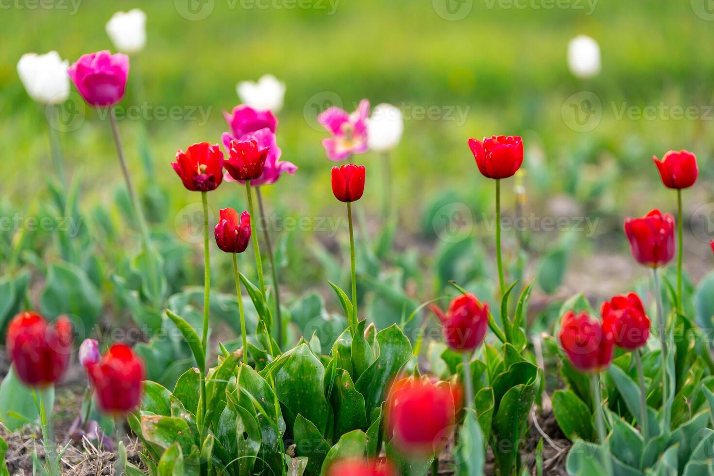 Beautiful red, white and pink tulips on a flowering field in the springtime. Selective photo