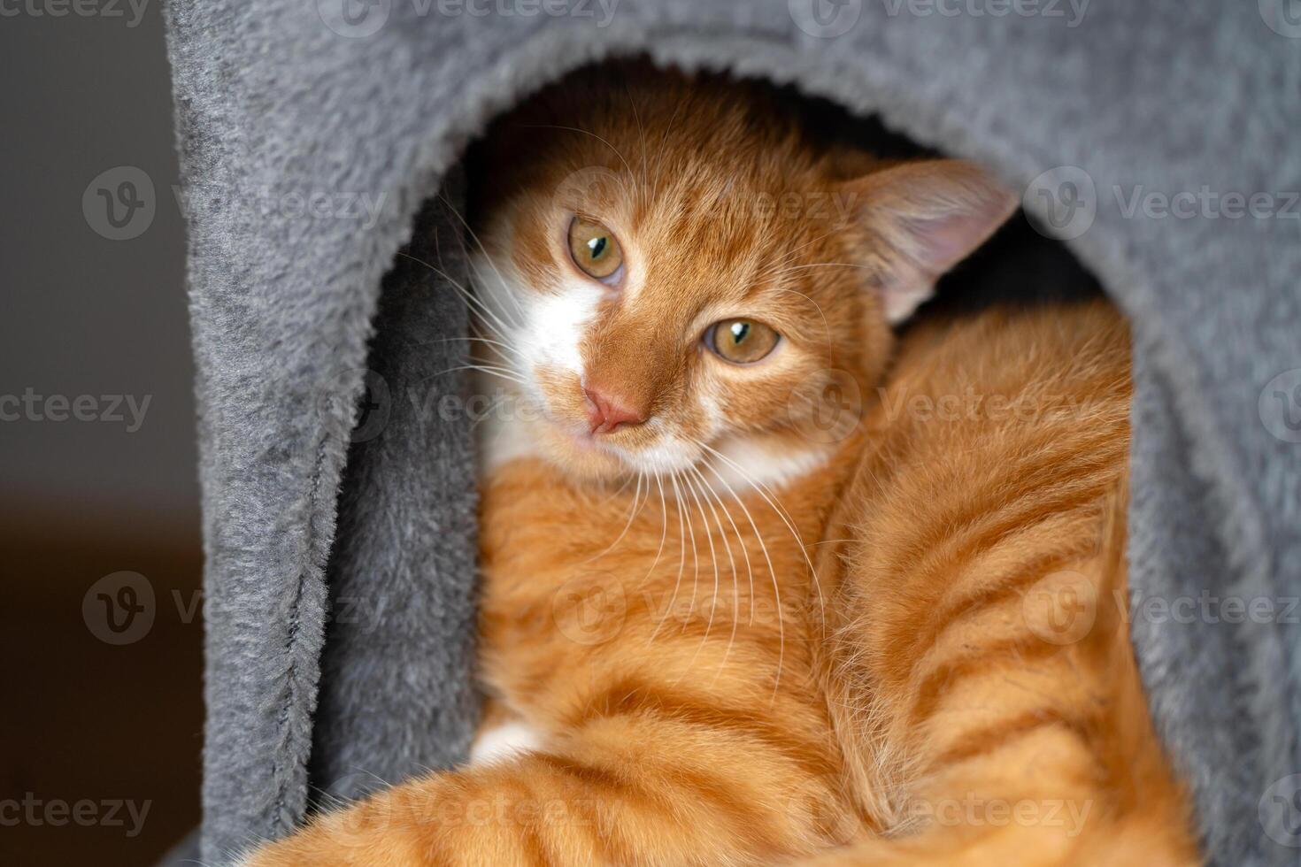 Ginger domestic cat sleeps in the cat house. Kitten tower, tree with scratching posts. photo