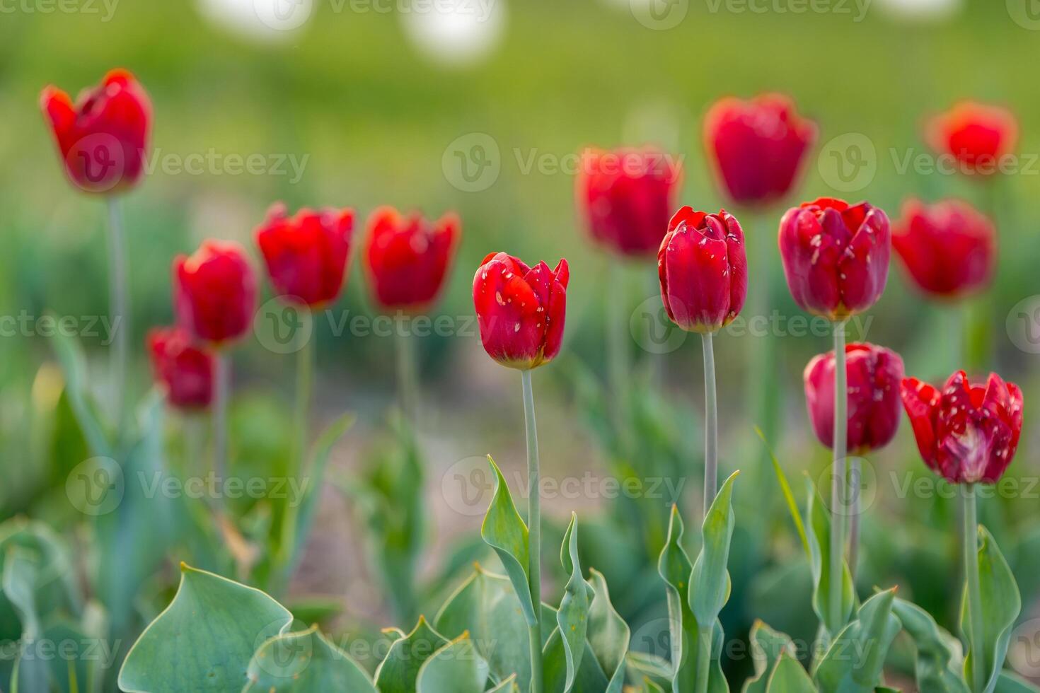 Beautiful red tulips on a flowering field in the springtime. Selective focus photo