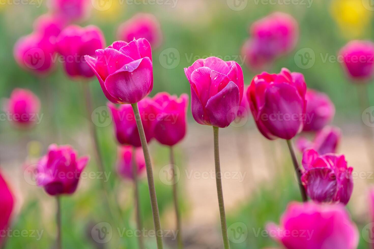 Beautiful pink tulips blooms photo