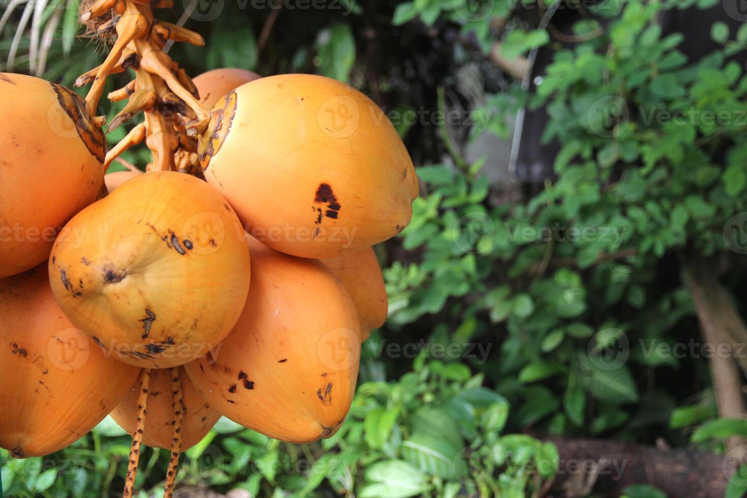 bunch of fresh king coconuts against a backdrop of tropical vegetation. An exotic fruit, a type of coconut that is a popular natural drink among Sri Lankans photo