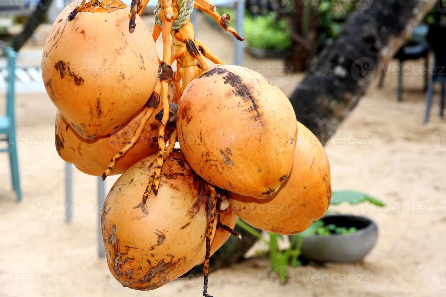 A bunch of king coconuts hangs on a tropical beach. Refreshing coconut on the beach. photo