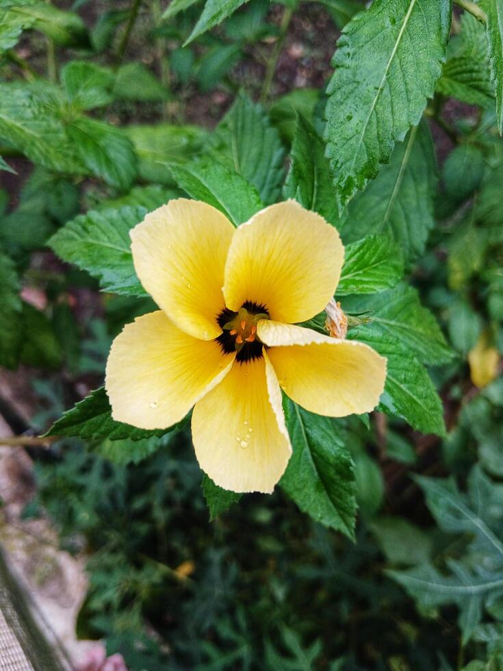 Damiana,turnera diffusa,is a medicinal plant for headaches photo