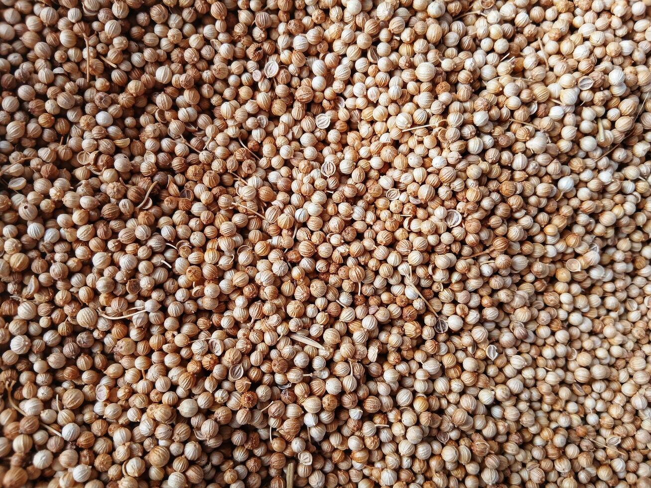 Background Texture of Dried coriander seeds. Dried coriander seeds used as a spice in cooking. coriander spice texture. Top view, Flat lay. Organic food, healthy lifestyle. Medicinal herbs and spices photo