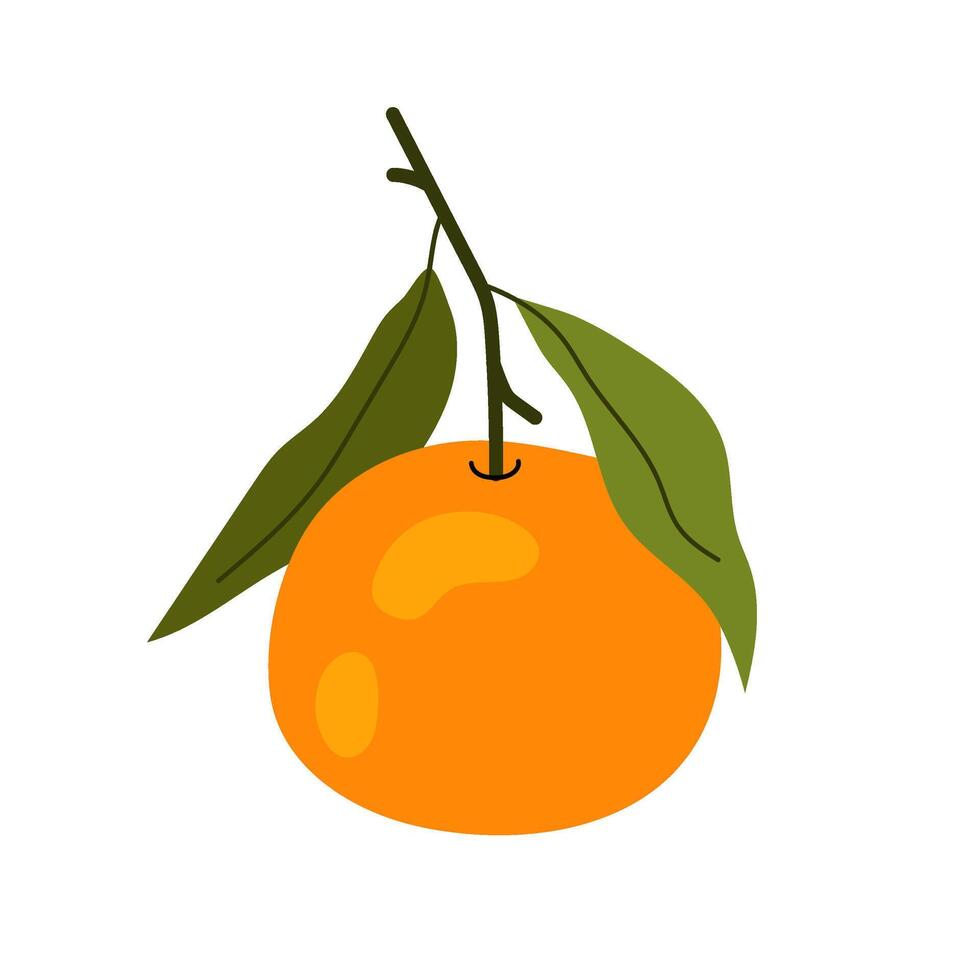 Ripe tangerine on twig. Citrus orange fruit. Aromatic sweet tangerine with green leaves. Flat illustration on white background. vector