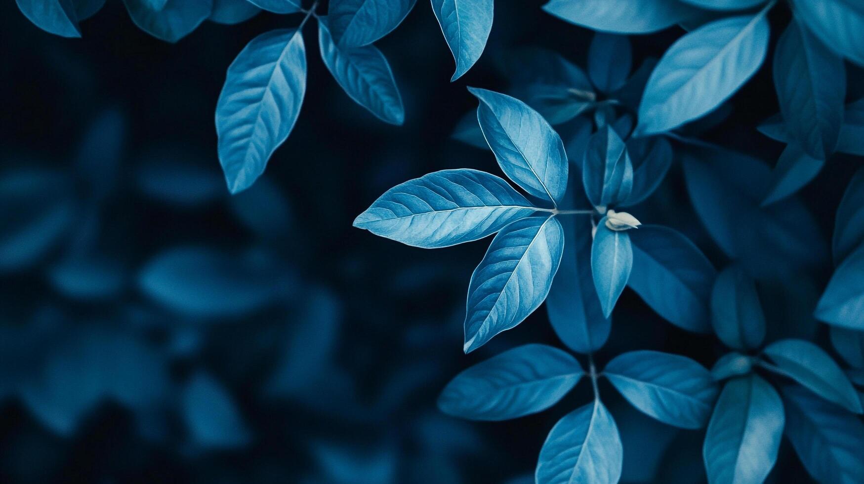 Botanical beauty unfolds with deep blue leaves, a tranquil dance of nature's artistry, inviting serenity and wonder in its abstract form. photo