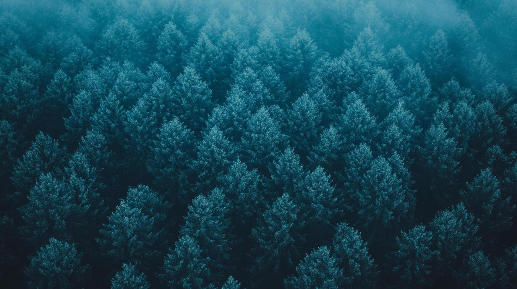 Aerial view of a dense forest with evergreen trees, shrouded in a misty atmosphere. Dark, cool tones evoke tranquility and mystery. photo