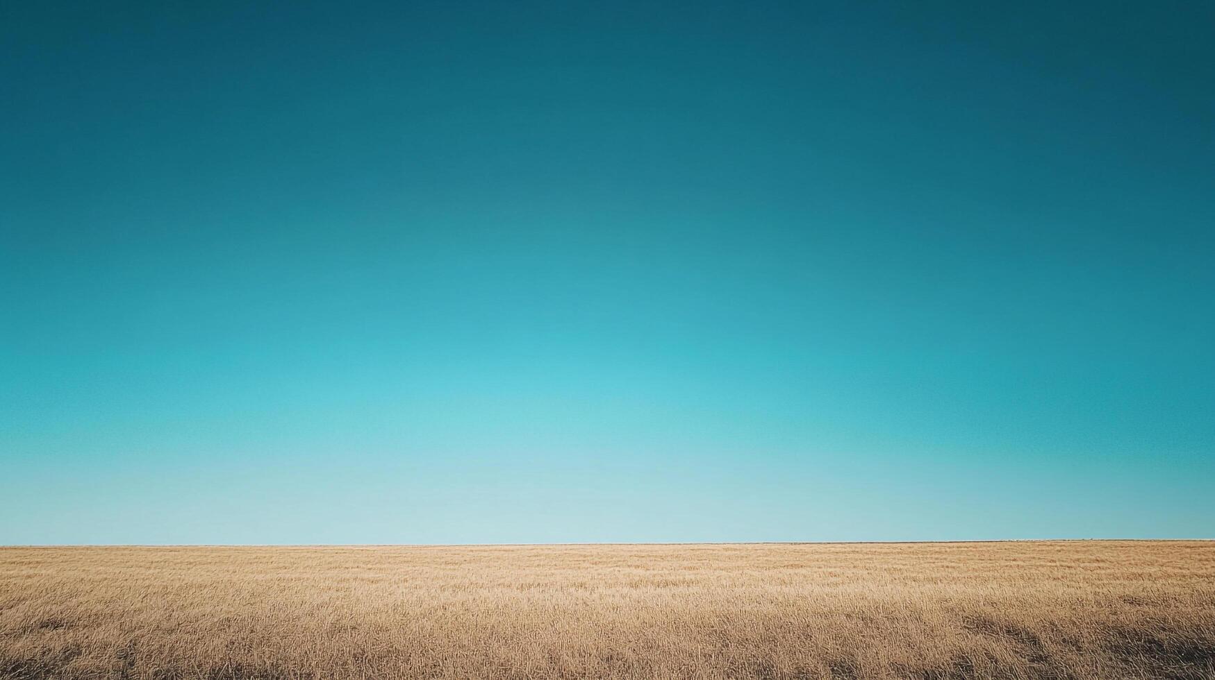 Expansive scene with a golden wheat field meeting a clear, cloudless turquoise sky, showcasing the beauty of natural landscapes. photo