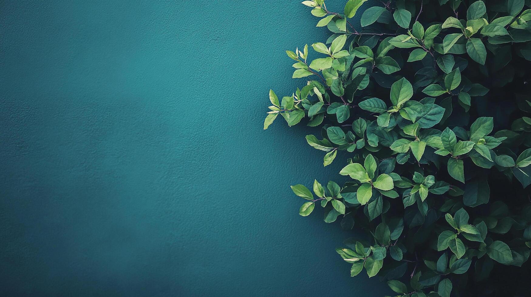 Green leaves contrast with a blue wall, creating a natural, calming aesthetic. A simple, beautiful composition. Serene background. photo