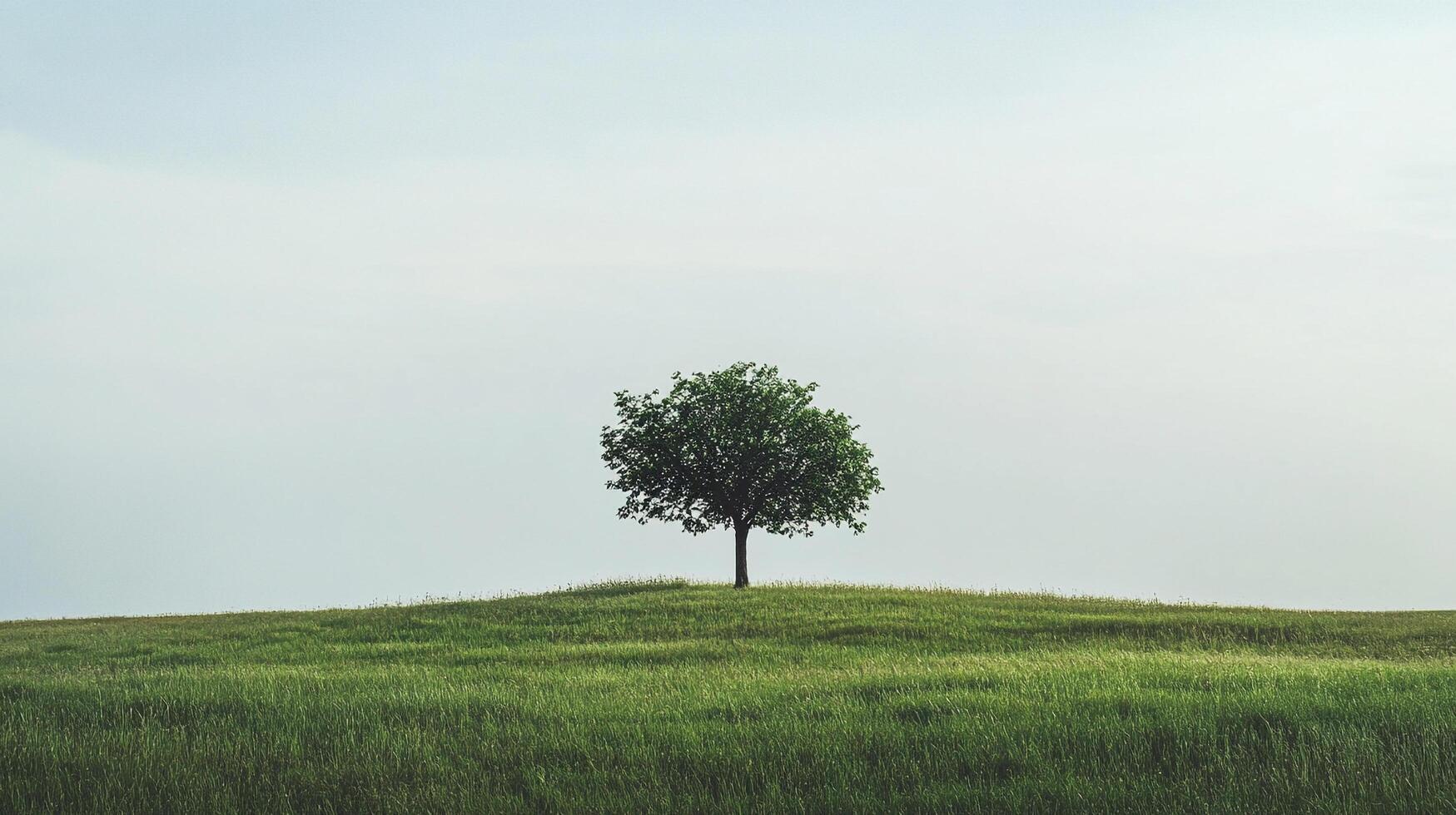 A solitary tree stands atop a green, grassy hill under a pale sky, symbolizing nature's resilience and quiet beauty. photo