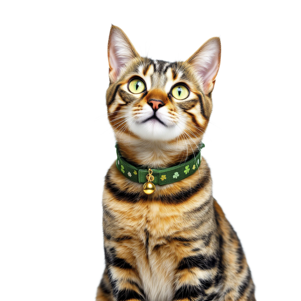 A cat wearing a collar and looking up png
