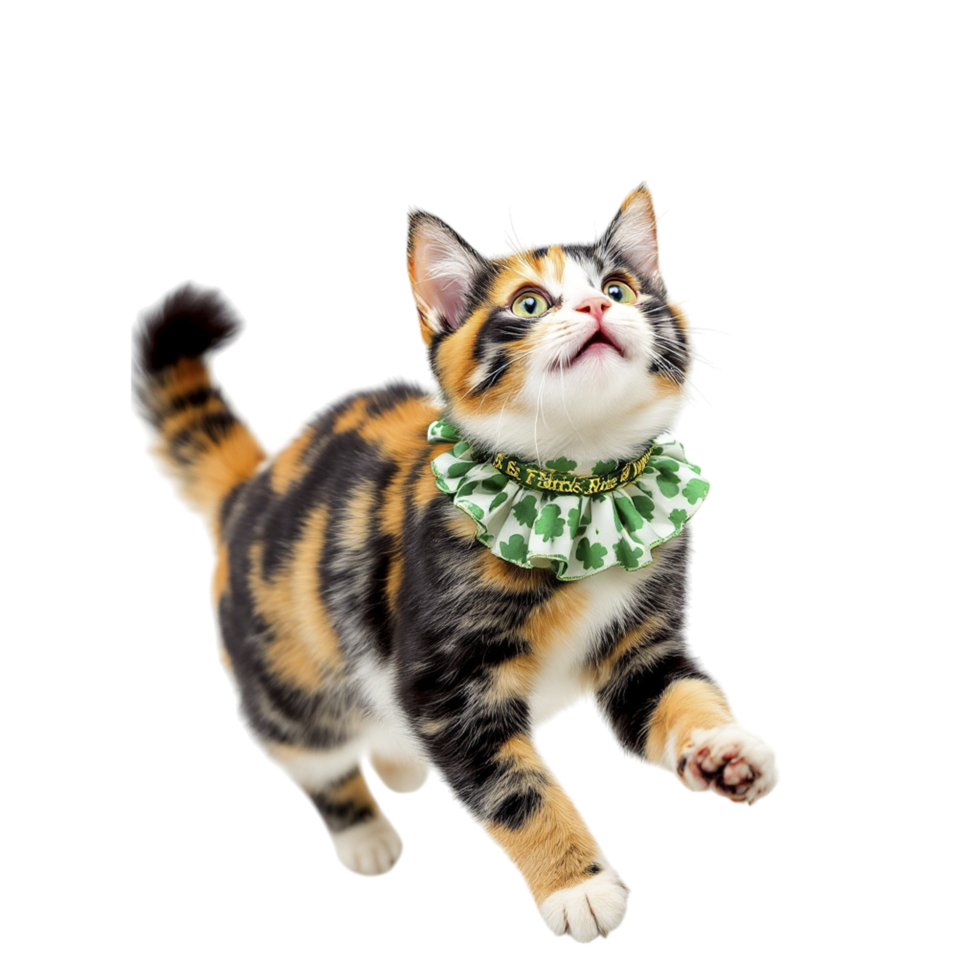 A cat wearing a green collar and a bow tie png