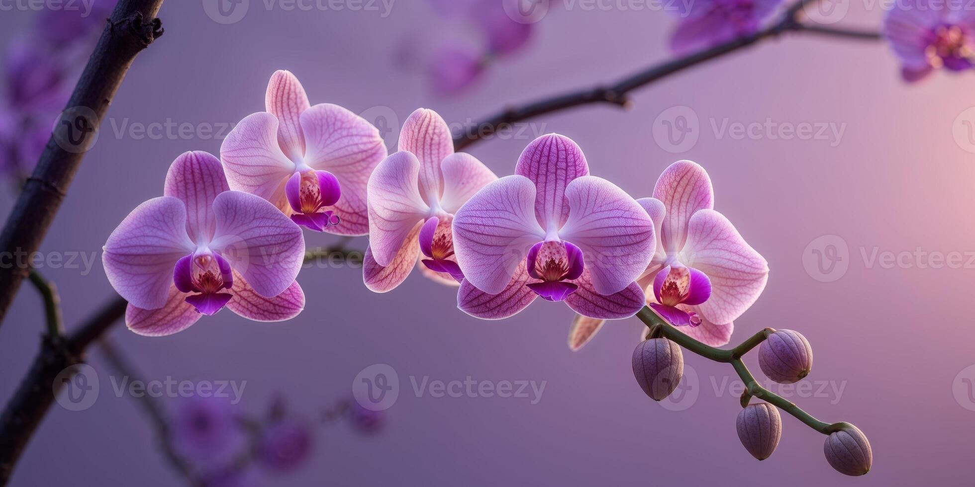 Pink orchids on a tree branch with soft purple light and copy space photo