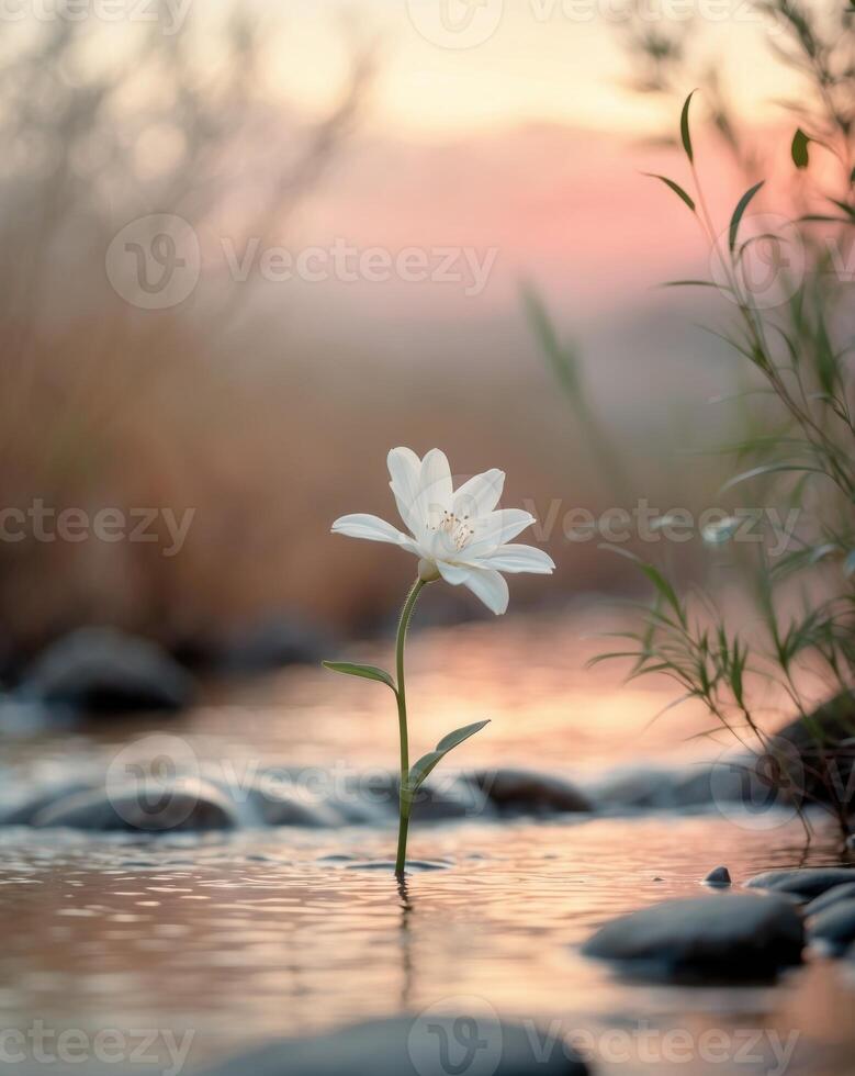 A single white flower is standing in the water photo